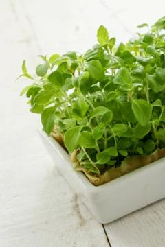 Fresh micro herbs Stock Photos