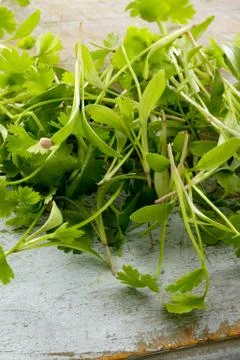 Fresh micro herbs Stock Photos