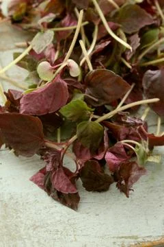 Fresh micro herbs Stock Photos