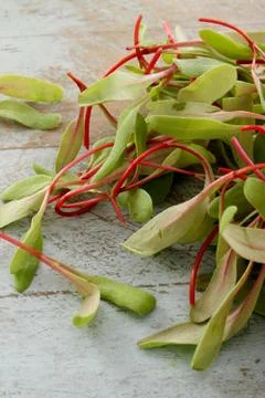 Fresh micro herbs Stock Photos