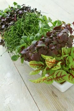 Fresh micro herbs Foto stock