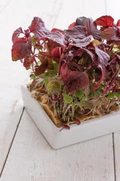 Fresh micro herbs Stock Photos