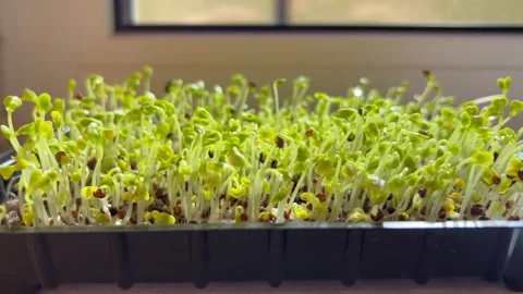 Fresh microgreen in black pot Stock Footage 313164624