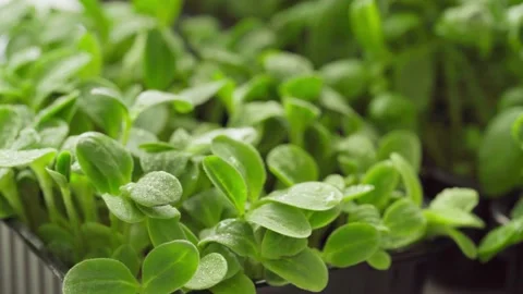 Fresh microgreen sprouts close up focus shift Stock Footage 146371606