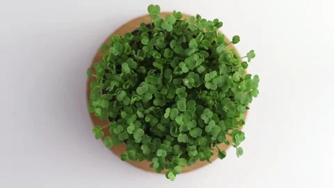 Fresh microgreens of arugula in old tin can. Stock Footage 154369511