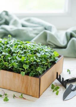 Fresh microgreens in the box Stock Photos