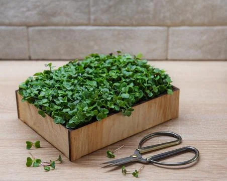 Fresh microgreens in the box Stock Photos