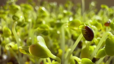 Fresh Microgreens close up. Camera slowly moving forward. 스톡 동영상 311849092