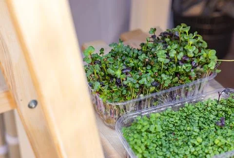 Fresh microgreens. The different varieties of microgreens, arranged in clea.. Stock Photos