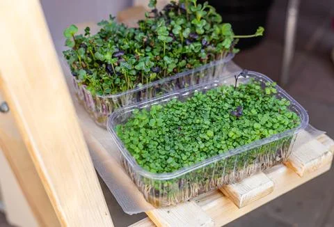 Fresh microgreens. The different varieties of microgreens, arranged in clea.. Stock Photos