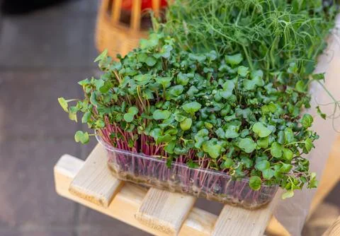 Fresh microgreens. The different varieties of microgreens, arranged in clea.. Stock Photos