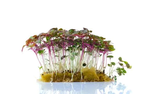 Fresh microgreens. Stock Photos