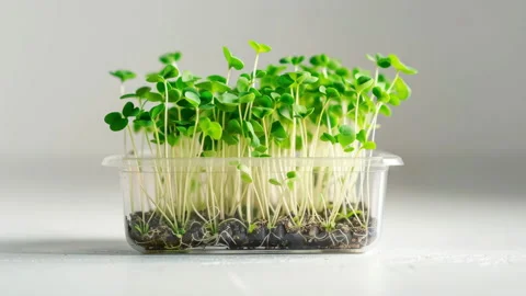 Fresh microgreens in plastic container on white light background Stock Footage 306439755