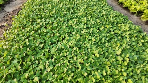 Fresh Microgreens in Sunny Garden Concept Stock Footage 277487556