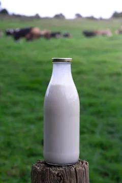 Fresh Milk 스톡 사진
