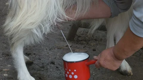 Fresh Milk of She Goat Stock Footage 65256751