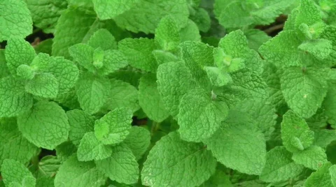 Fresh mint background Stock Footage 518154