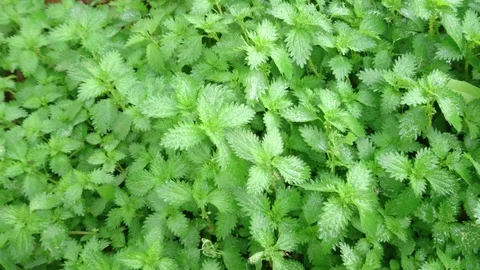 Fresh Mint Background Stock Footage 92990025