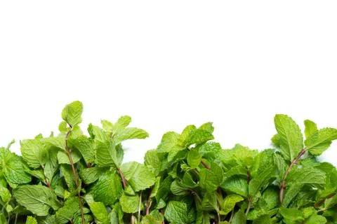 Fresh mint background Stock-Fotos