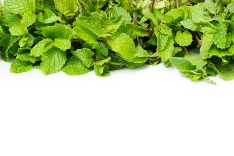 Fresh mint background Stock Photos