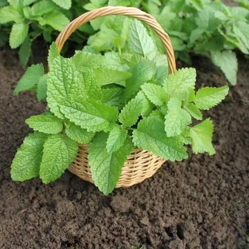 Fresh mint in basket Foto stock