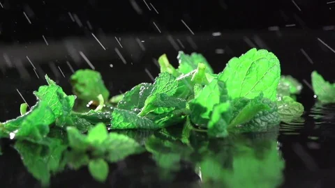 Fresh mint on black background with water mist. Detailed view of mint plant leaf Stock Footage 72404947