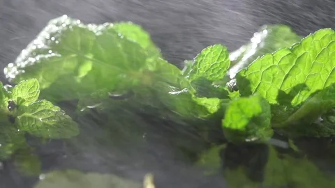 Fresh mint on black background with water mist. Detailed view of mint plant leaf Stock Footage 72404970