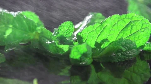 Fresh mint on black background with water mist. Detailed view of mint plant leaf Stock Footage 72405010