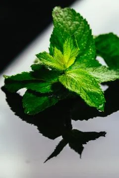 Fresh mint on the black mirror background Stock Photos
