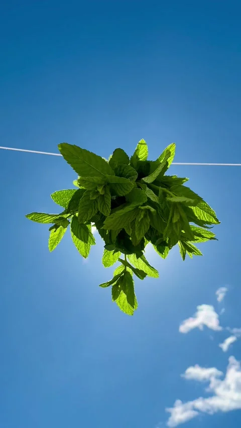 Fresh mint bunch hanging on a washing line against blue sky Stock Footage 344412227