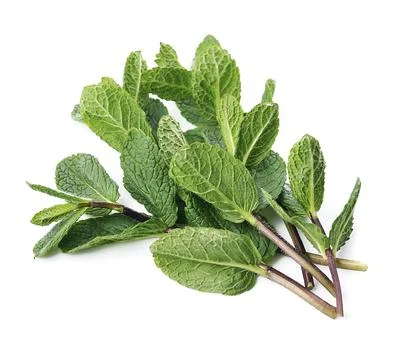 Fresh mint bunch Foto stock