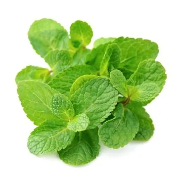 Fresh mint close up Stock Photos