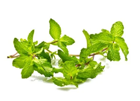 Fresh mint close up on white background Foto stock