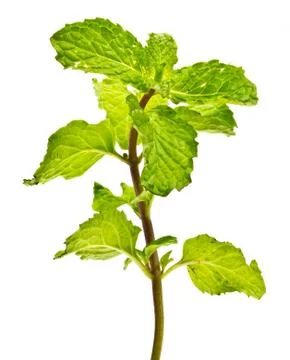 Fresh mint close up on white background Stock Photos