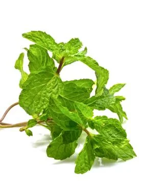 Fresh mint close up on white background Stock Photos