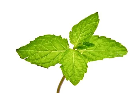 Fresh mint close up on white background Stock Photos