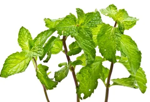 Fresh mint close up on white background Foto stock