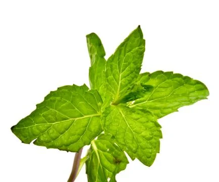 Fresh mint close up on white background Stock Photos