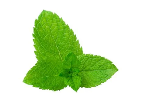 Fresh mint close up on white Foto stock