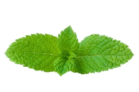 Fresh mint close up on white Foto stock