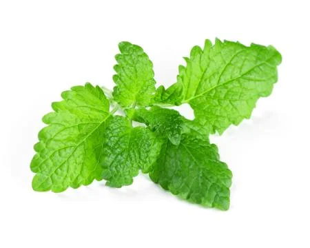 Fresh mint closeup Stock Photos