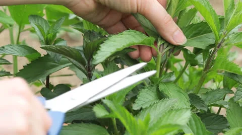Fresh mint Stock Footage 23361750