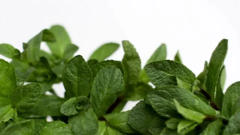 Fresh mint Stock Footage 115637868