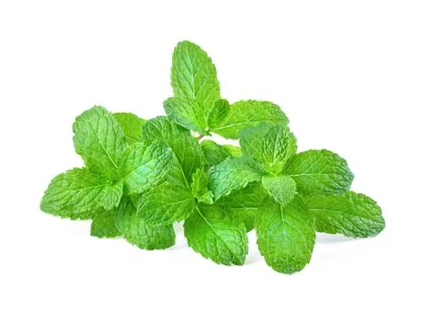 Fresh mint full depth of field isolated on the white background Stock Photos