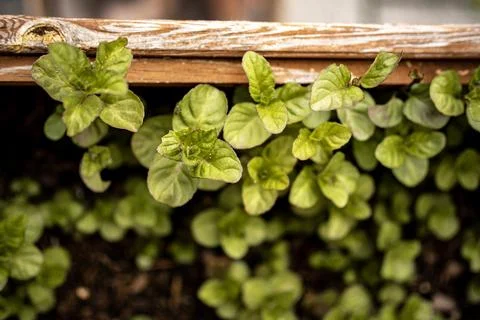 Fresh Mint Growing In Planter Box: Close Up Of Green Herb Leaves At Home Stock Photos