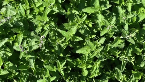 Fresh mint grows on a garden bed. Home growing herbs and spices. Farming concept Stock Footage 175466924
