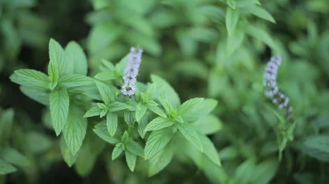 Fresh Mint Herb Видео 56187960