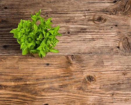 Fresh mint herb for mojitos on table Stock Photos