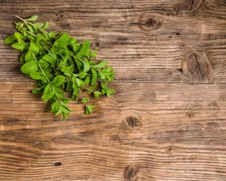 Fresh mint herb for mojitos on table Stock Photos