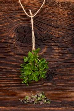 Fresh mint herb. Stock Photos